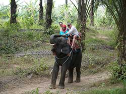 ภูเก็ตทัวร์นั่งช้าง-ขี่ช้าง-4