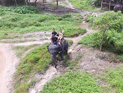 ภูเก็ตทัวร์นั่งช้าง-ขี่ช้าง