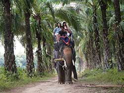 เขาหลักซาฟารี-ทัวร์ล่องแพไม้ไผ่-นั่งช้าง-ภูเก็ต-12