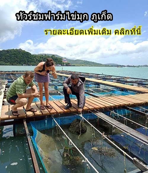 แนะนำร้าน-ฟาร์ม-ผลิต-และขายไข่มุกแท้-ภูเก็ต-11