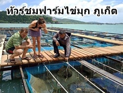 แนะนำร้าน-ฟาร์ม-ผลิต-และขายไข่มุกแท้-ภูเก็ต-12
