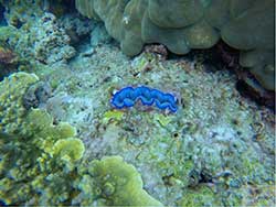 ดำน้ำ-ทะเล-อันดามัน-ทัวร์วันเดย์-เกาะพีพี-เรือเร็ว