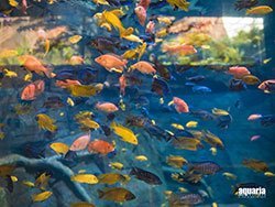 บัตร-ราคาถูก-อควาเรีย-ภูเก็ต-เซ็นทรัล