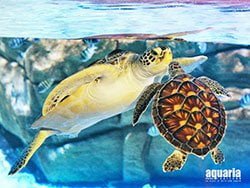 สวนน้ำ-เซ็นทรัล-ภูเก็ต