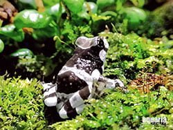 สวนน้ำเปิดใหม่-ภูเก็ต-อควาเรีย