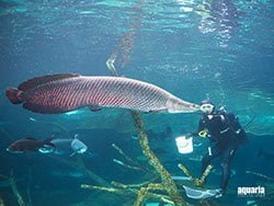 สวนน้ำแห่งใหม่-ภูเก็ต-อควาเรีย