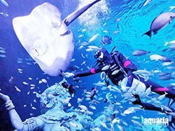 โชว์ให้อาหารปลาใน-อควาเรียม-ภูเก็ต