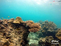 ทัวร์-ดำน้ำ-ดูปะการัง-เกาะพีพี