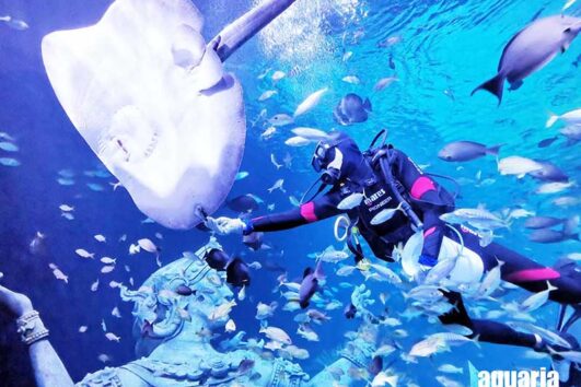 โชว์-ให้อาหาร-ปลา-อควาเรีย-เซ็นทรัล-ภูเก็ต