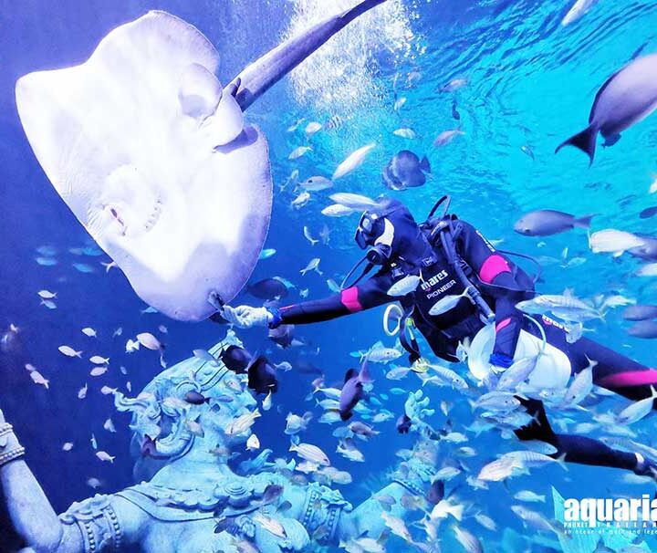 โชว์-ให้อาหาร-ปลา-อควาเรีย-เซ็นทรัล-ภูเก็ต