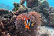 ปะการัง-หมู่เกาะสิมิลัน-พังงา-ทัวร์