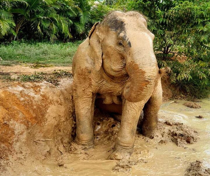 ทัวร์-สปา-อาบน้ำ-ช้าง-ภูเก็ต-elephant-jungle-sanctuary