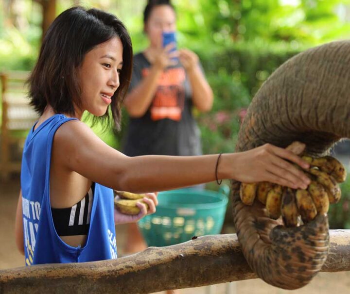 ทัวร์-แคมป์ช้าง-ครึ่งวันเช้า-บ่าย-Elephant-Jungle-Sanctuary-Phuket