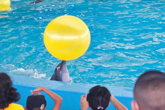 ขายบัตร-เข้าดู-โชว์-โลมา-ภูเก็ต-Dolphins-show