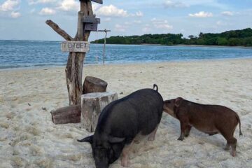 ทัวร์ครึ่งวันรอบเช้า-เกาะหมู-เกาะแตน-เรือสปีดโบ๊ท-ท่าเรือท้องกรูด