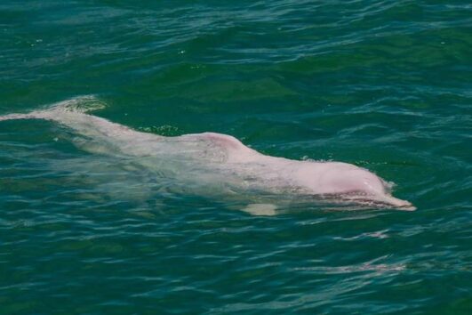 ทัวร์ชมปลาโลมาสีชมพู-ขนอม-เกาะสมุย-เกาะแตน-เกาะมัดสุม