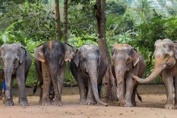ทัวร์แคมป์ช้าง-ครึ่งวัน-elephant-jungle-sanctuary-เกาะสมุย