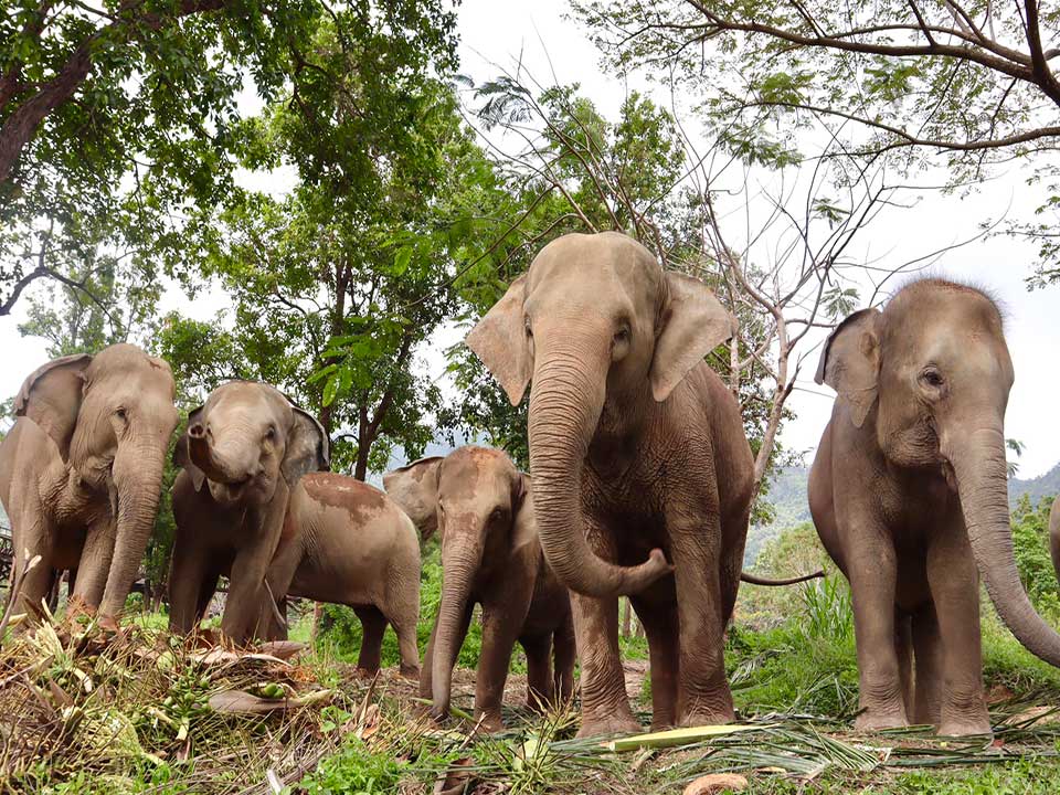 ทำอาหารให้ช้าง-ดูช้างอาบน้ำ-ถ่ายรูปช้าง-อาณาจักรช้าง-เกาะสมุย-2