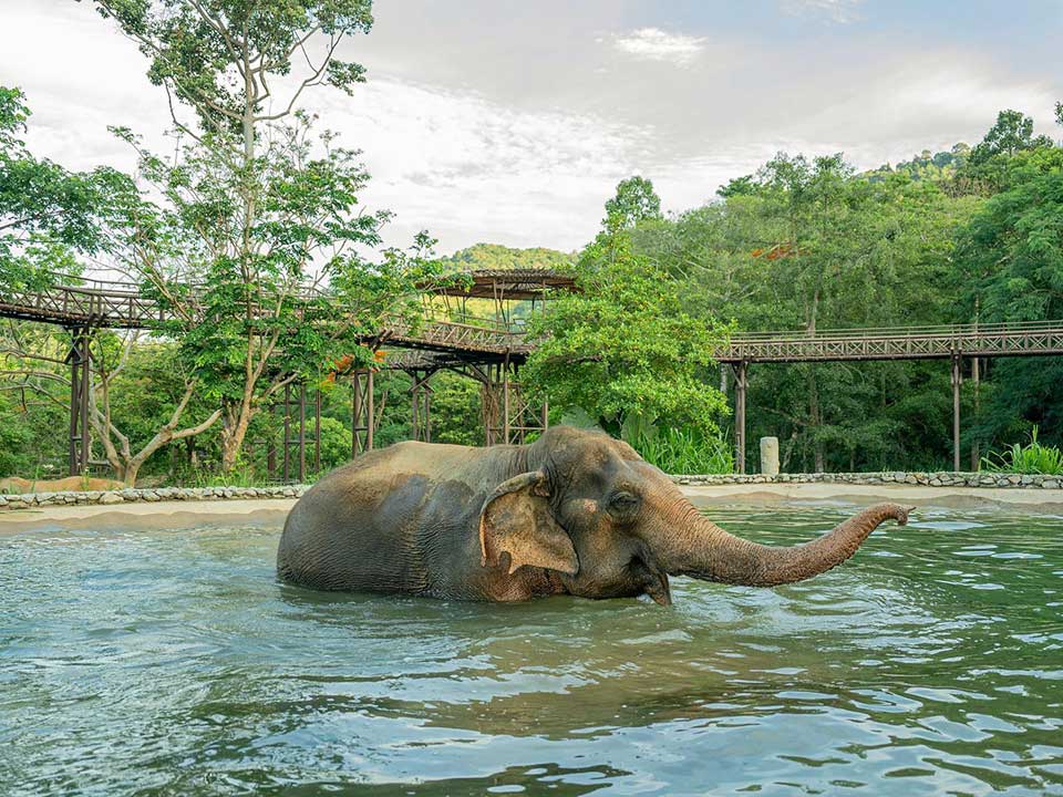 ทำอาหารให้ช้าง-ดูช้างอาบน้ำ-ถ่ายรูปช้าง-อาณาจักรช้าง-เกาะสมุย