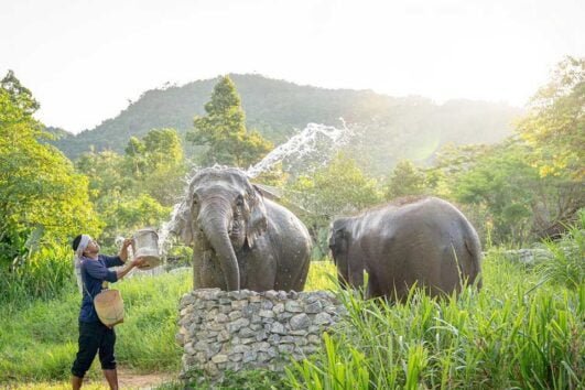 เที่ยวชมอาณาจักรช้าง-เอเลเฟ่น-คิงดอม-เกาะสมุย