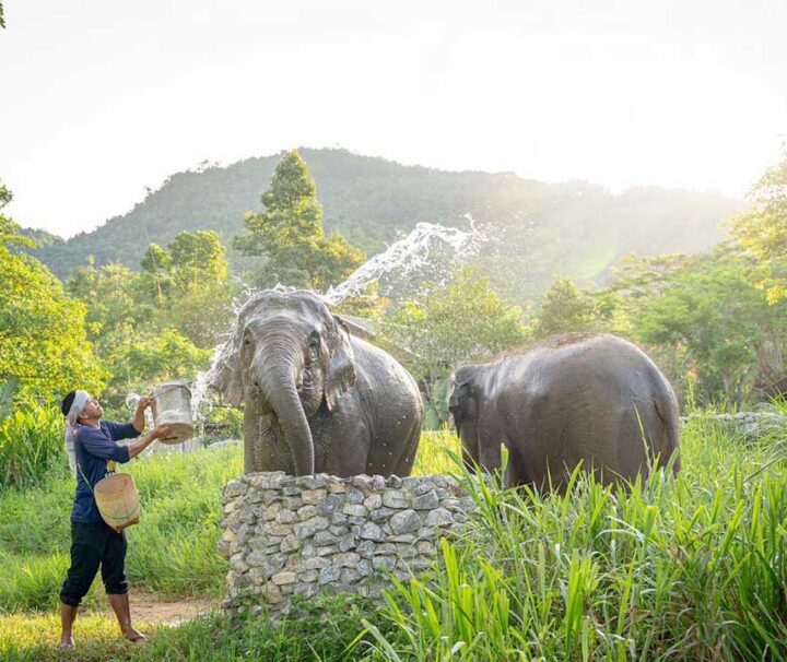 เที่ยวชมอาณาจักรช้าง-เอเลเฟ่น-คิงดอม-เกาะสมุย