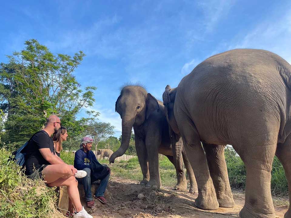 เที่ยวชมอาณาจักรช้าง-เอเลเฟ่น-คิงดอม-เกาะสมุย-elephant-kingdom-2