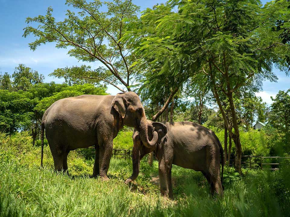 เที่ยวชมอาณาจักรช้าง-เอเลเฟ่น-คิงดอม-เกาะสมุย-elephant-kingdom-3