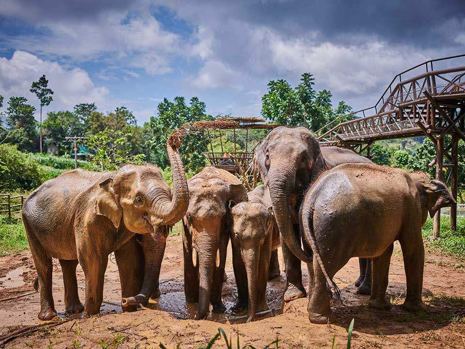 เที่ยวชมอาณาจักรช้าง-เอเลเฟ่น-คิงดอม-เกาะสมุย-elephant-kingdom