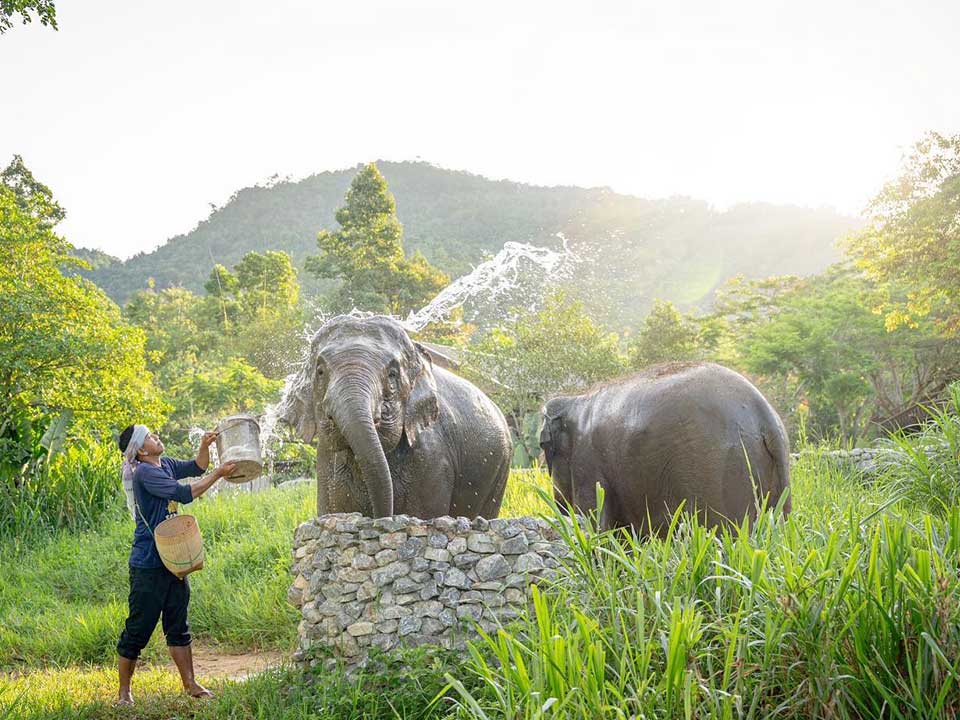 เที่ยวชมอาณาจักรช้าง-เอเลเฟ่น-คิงดอม-เกาะสมุย