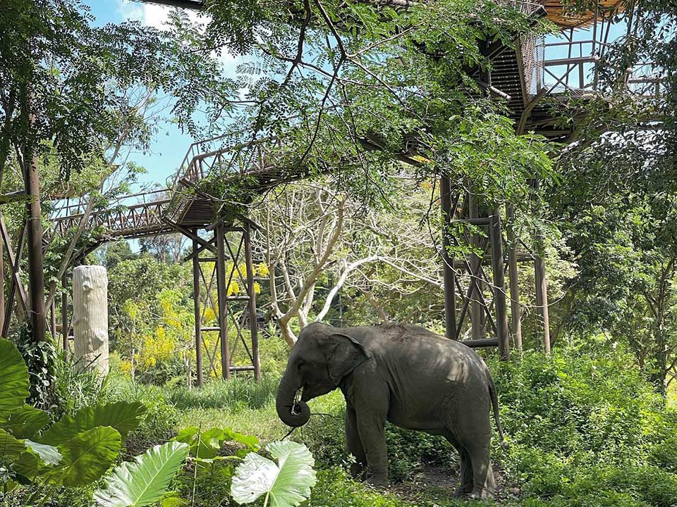 ให้อาหารช้าง-สกายวอล์กแคมป์ช้าง-เกาะสมุย-2