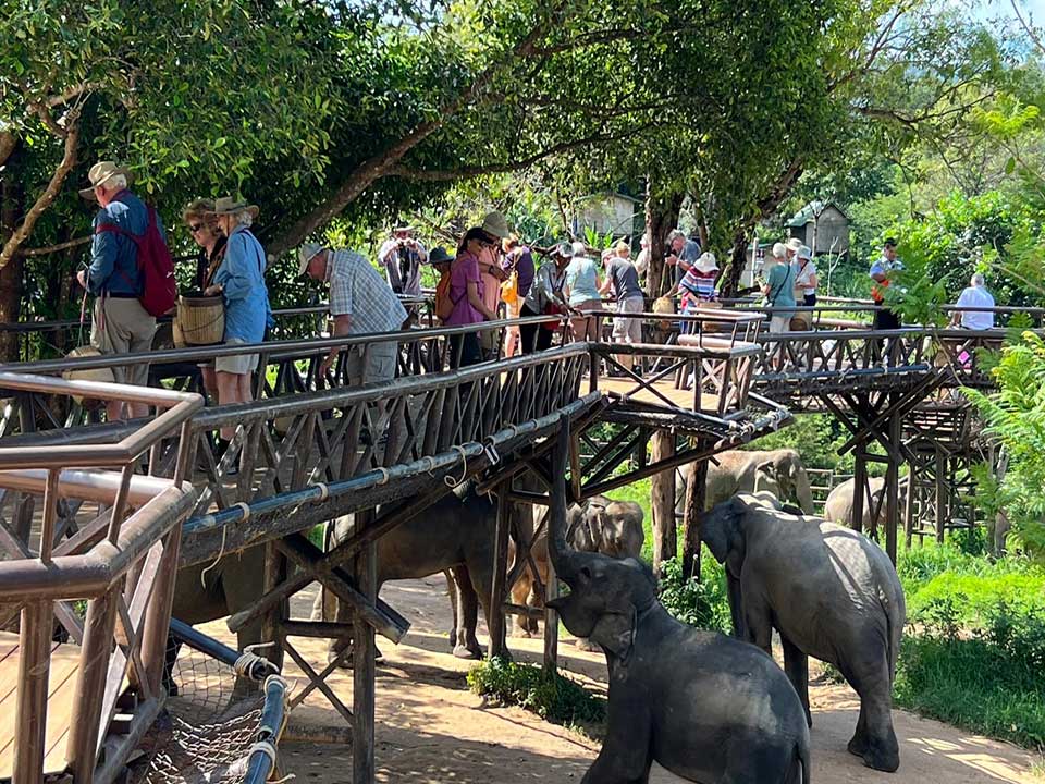 ให้อาหารช้าง-สกายวอล์กแคมป์ช้าง-เกาะสมุย