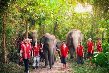 ภูเก็ตให้อาหาร-อาบน้ำช้าง-ปางช้าง-Kerchor-Elephant-Family