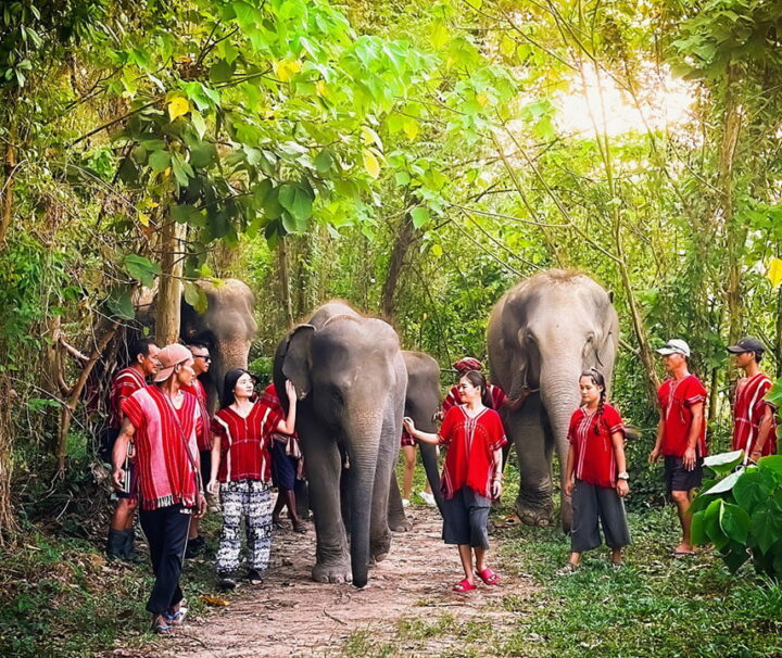 ภูเก็ตให้อาหาร-อาบน้ำช้าง-ปางช้าง-Kerchor-Elephant-Family