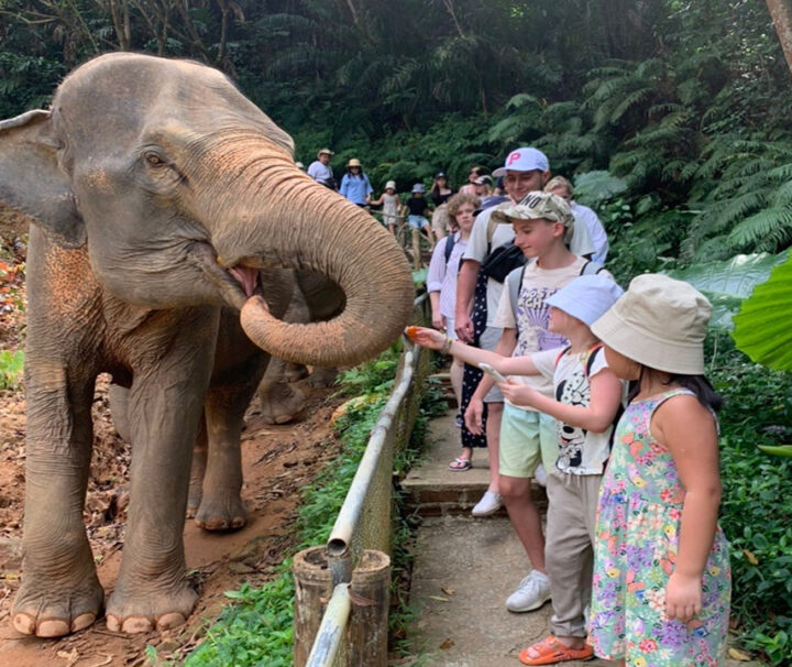 พังงา-เขาหลัก-ให้อาหาร-อาบน้ำช้าง-Elephant-Jungle-Sanctuary