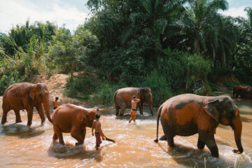 กระบี่-ทัวร์แคมป์ช้าง-ครึ่งวัน-เต็มวัน-ดูแลช้าง-Elephant-House-Sanctuary-16