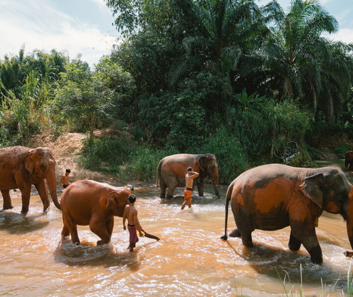 กระบี่-ทัวร์แคมป์ช้าง-ครึ่งวัน-เต็มวัน-ดูแลช้าง-Elephant-House-Sanctuary-16