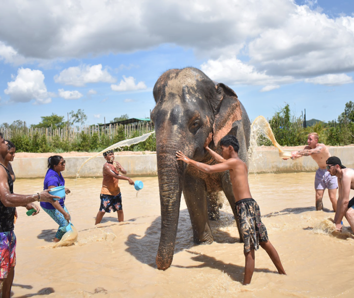 พัทยา-ชลบุรี-ทัวร์อนุรักษ์ช้างครึ่งวัน-Elephant-Jungle-Sanctuary