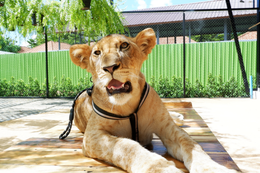 บัตรเข้าชมสวนสิงโต-ภูเก็ต-Lion-Land-Phuket-Park