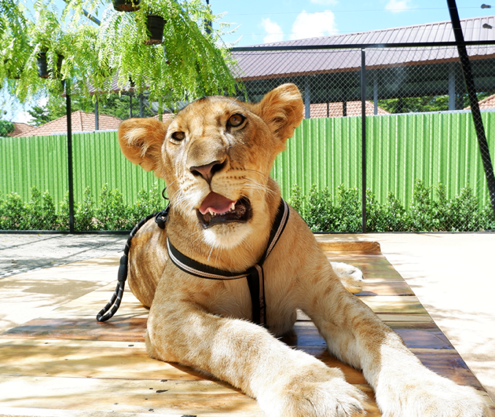 บัตรเข้าชมสวนสิงโต-ภูเก็ต-Lion-Land-Phuket-Park